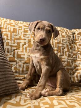 Rescue Doberman Pinscher Dogs for Adoption in Fort Collins, Colorado - Nellie | PetCurious