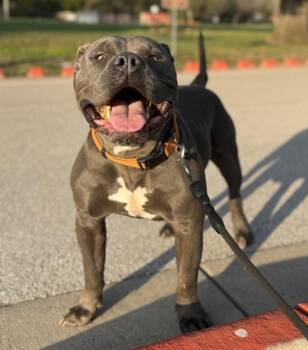 Pit Bull Terrier Dogs Available for Adoption - Cuco | PetCurious