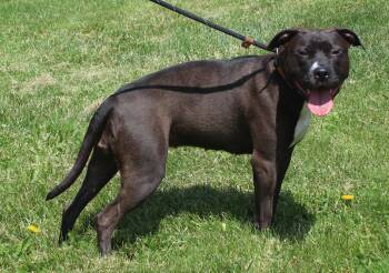 Pit Bull Terrier Dogs Available for Adoption in Heath, Ohio - Lulu (11918) | PetCurious