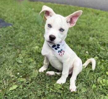 Puppy Yuppy -  Siberian Husky Dog for Adoption in Midland, Virginia - Puppy Yuppy | PetCurious