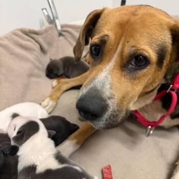 Mabry -  Hound and Beagle Dog for Adoption in Austin, Texas - Mabry | PetCurious