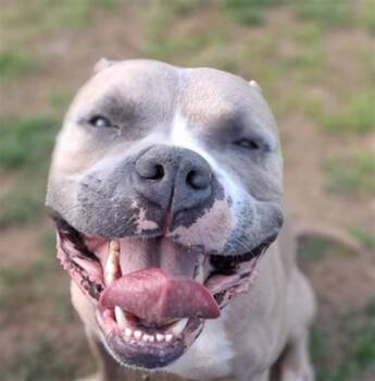 Pit Bull Terrier Dogs Available for Adoption in Derwood, Maryland - HARRY | PetCurious