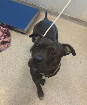 Coopsta -  Mixed Breed Dog for Adoption in New York, New York - Coopsta | PetCurious