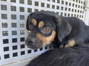 FELIX -  Chihuahua and Pug Dog for Adoption in Riverside, California - FELIX | PetCurious