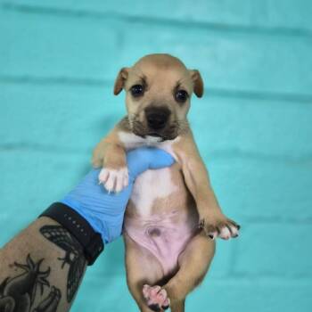 Plum -  Coonhound Dog for Adoption in Wahiawa, Hawaii - Plum | PetCurious