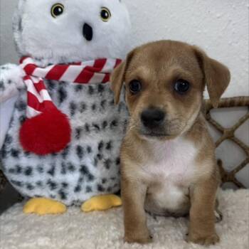 Rick -  Terrier Dog for Adoption in Spring, Texas - Rick | PetCurious