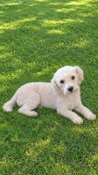 Gaston -  Miniature Poodle Dog for Adoption in Las Vegas, Nevada - Gaston | PetCurious