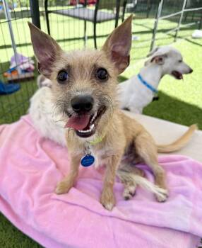 Rescue Terrier Dogs for Adoption in Agoura Hills, California - Dallas | PetCurious