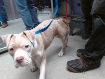 MISS PIGGY -  English Bulldog and Mixed Breed Dog for Adoption in Albuquerque, New Mexico - MISS PIGGY | PetCurious