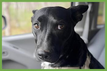 Roo -  Pit Bull Terrier and Shepherd Dog for Adoption in Amherst, Massachusetts - Roo | PetCurious