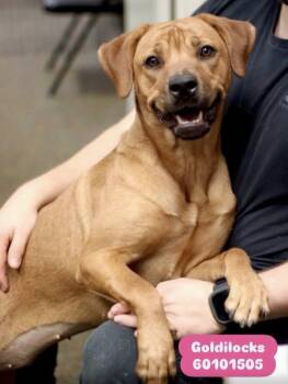 Goldilocks -  Mixed Breed Dog for Adoption in Bethel, Vermont - Goldilocks | PetCurious