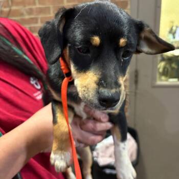 Arden -  Terrier Dog for Adoption in Birmingham, Alabama - Arden | PetCurious