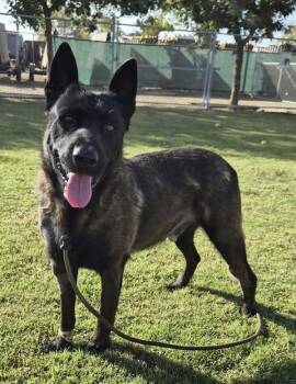 King -  Belgian Shepherd Malinois Dog for Adoption in Tulare, California - King | PetCurious