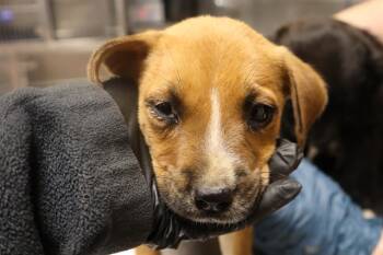 Mixed Breed Dogs Available for Adoption in Columbia, South Carolina - PEANUT BUTTER | PetCurious