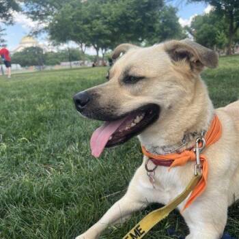 Winnie -  Labrador Retriever and Mixed Breed Dog for Adoption in Chester, Maryland - Winnie | PetCurious