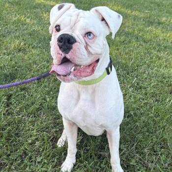 Casper -  Boxer Dog for Adoption in Eatontown, New Jersey - Casper | PetCurious