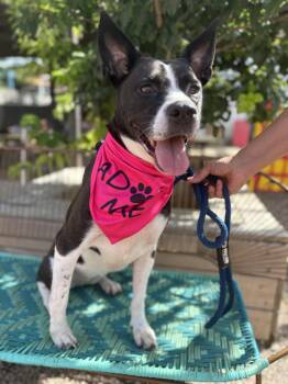 Roxie Glitz -  Boston Terrier and Boxer Dog for Adoption in Houston, Texas - Roxie Glitz | PetCurious