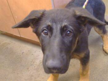 ALBIE -  German Shepherd Dog Dog for Adoption in Sacramento, California - ALBIE | PetCurious