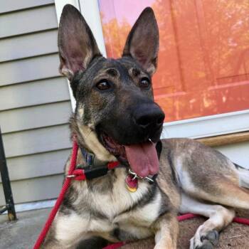 Penny FKA Sadie -  Shepherd Dog for Adoption in Groveland, Massachusetts - Penny FKA Sadie | PetCurious