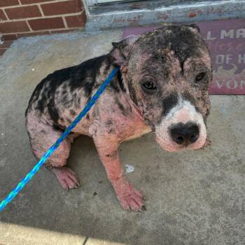 Bumblebee -  Pit Bull Terrier Dog for Adoption in Greensboro, North Carolina - Bumblebee | PetCurious