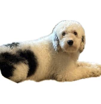 Sheep Dog and Poodle Dogs Available for Adoption - Puddles | PetCurious