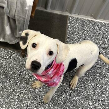 Trixie -  Mixed Breed Dog for Adoption in Moravia, New York - Trixie | PetCurious