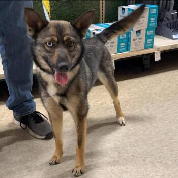 Rescue German Shepherd Dog and Husky Dogs for Adoption in Cedar Rapids, Iowa - Foxy | PetCurious