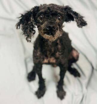 Mixed Breed Dogs Available for Adoption in West Chester, Pennsylvania - Stacy | PetCurious