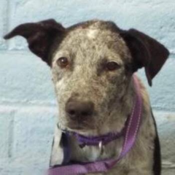 Bones -  Australian Cattle Dog Blue Heeler Dog for Adoption in Green Valley, Arizona - Bones | PetCurious