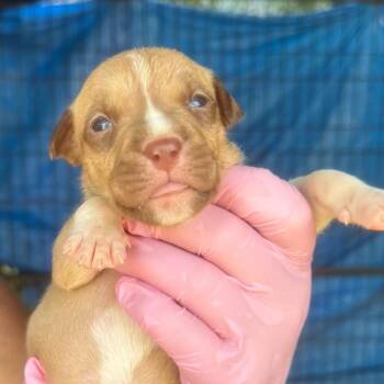 Bailey -  Mixed Breed and None Dog for Adoption in Quincy, Florida - Bailey | PetCurious