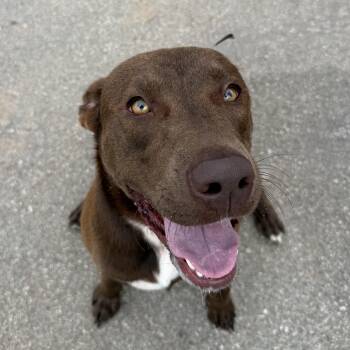 Gunter -  Labrador Retriever Dog for Adoption in Columbia, South Carolina - Gunter | PetCurious