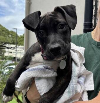 Pit Bull Terrier and Mixed Breed Dogs Available for Adoption - Tiare | PetCurious