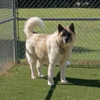 Gypsy -  Akita Dog for Adoption in Lenoir, North Carolina - Gypsy | PetCurious