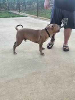 Zues -  Pit Bull Terrier Dog for Adoption in Arlee, Montana - Zues | PetCurious