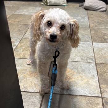 Elvis -  Mixed Breed Dog for Adoption in Jacksonville, Florida - Elvis | PetCurious