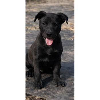 Hound and Pit Bull Terrier Dogs Available for Adoption - Cosmo - Maple’s Litter | PetCurious