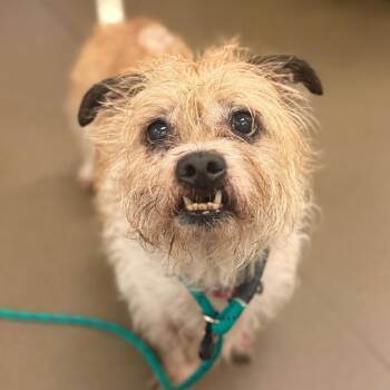 Hunter -  Mixed Breed Dog for Adoption in Asheville, North Carolina - Hunter | PetCurious