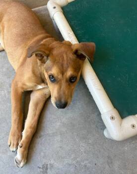 Rescue Carolina Dog and Black Mouth Cur Dogs for Adoption in Barnwell, South Carolina - Woods | PetCurious