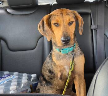 Cypher the Tri-Pod -  Plott Hound Dog for Adoption in Houston, Texas - Cypher The Tri-Pod | PetCurious