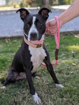 Rescue Mixed Breed Dogs for Adoption in Huntsville, Alabama - Sara | PetCurious