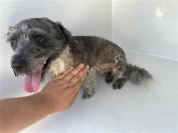 A658709 -  Schnauzer and Mixed Breed Dog for Adoption in Houston, Texas - A658709 | PetCurious
