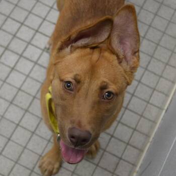 Hemi -  German Shepherd Dog and Mixed Breed Dog for Adoption in Camden, Delaware - Hemi | PetCurious