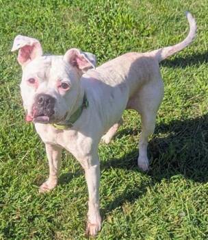 ANGIE -  Boxer Dog for Adoption in Akron, Ohio - ANGIE | PetCurious