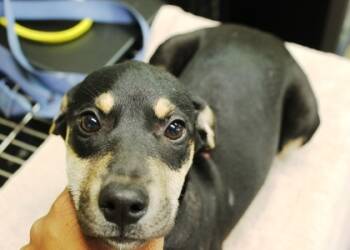 Rescue Black Mouth Cur and Mixed Breed Dogs for Adoption in Picayune, Mississippi - Flora | PetCurious