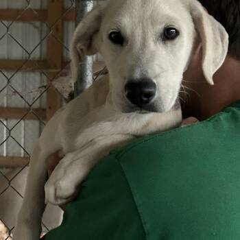Pablo -  Labrador Retriever Dog for Adoption in Okolona, Mississippi - Pablo | PetCurious