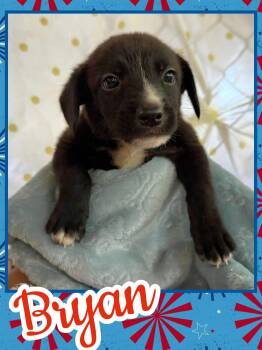 Bryan -  Beagle and Chihuahua Dog for Adoption in Ringwood, New Jersey - Bryan | PetCurious
