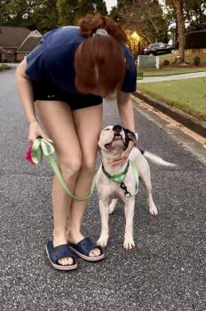 Rylan -  Mixed Breed Dog for Adoption in Chamblee, Georgia - Rylan | PetCurious