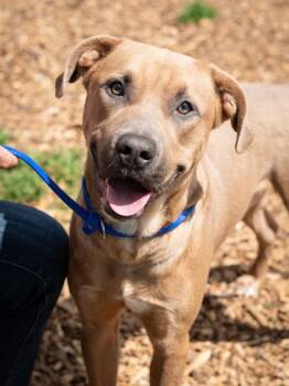 Mixed Breed Dogs Available for Adoption in Chamblee, Georgia - Hydrogen-IN FOSTER | PetCurious