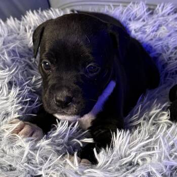 American Bully Dogs Available for Adoption - Delphine | PetCurious