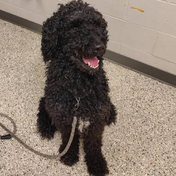 Jedi -  Standard Poodle Dog for Adoption in Cedar Rapids, Iowa - Jedi | PetCurious